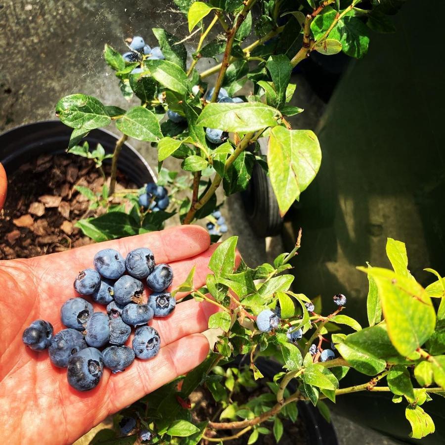 Charlie&Blueberries Διαμέρισμα Βελιγράδι Εξωτερικό φωτογραφία